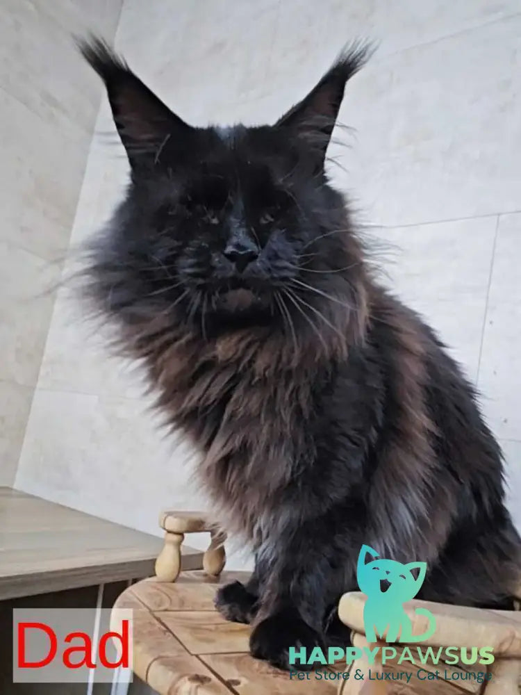 Li Dan Maine Coon male black tabby - live animals