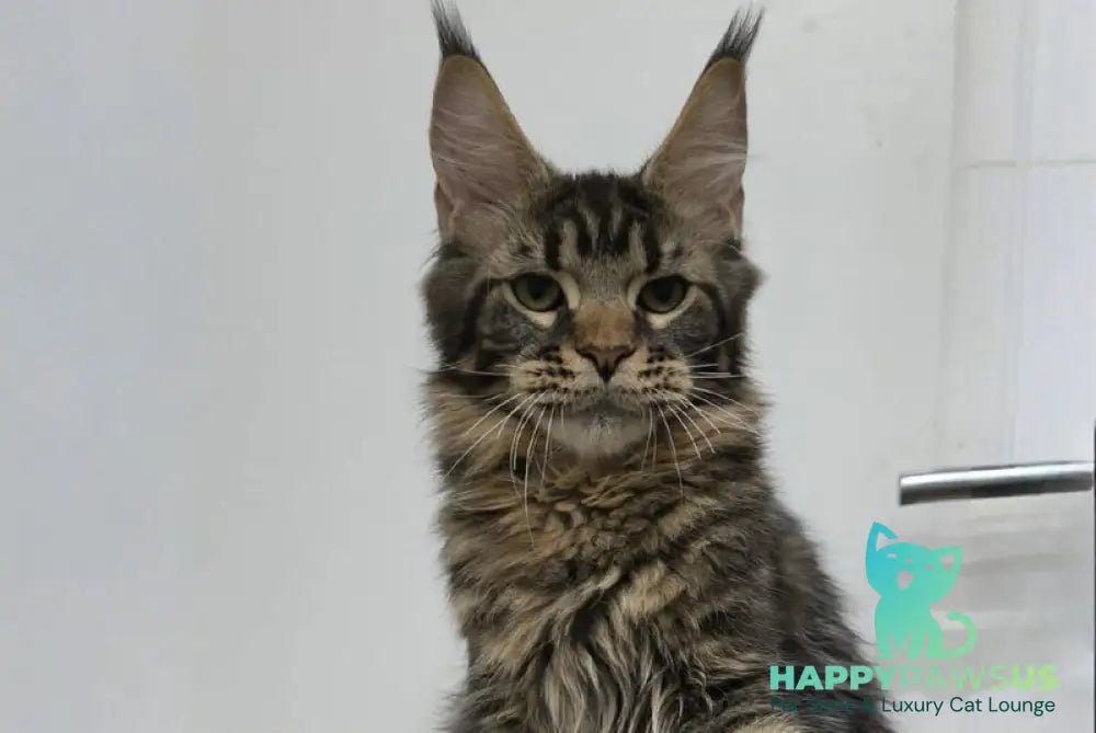 Li Dan Maine Coon male black tabby - live animals