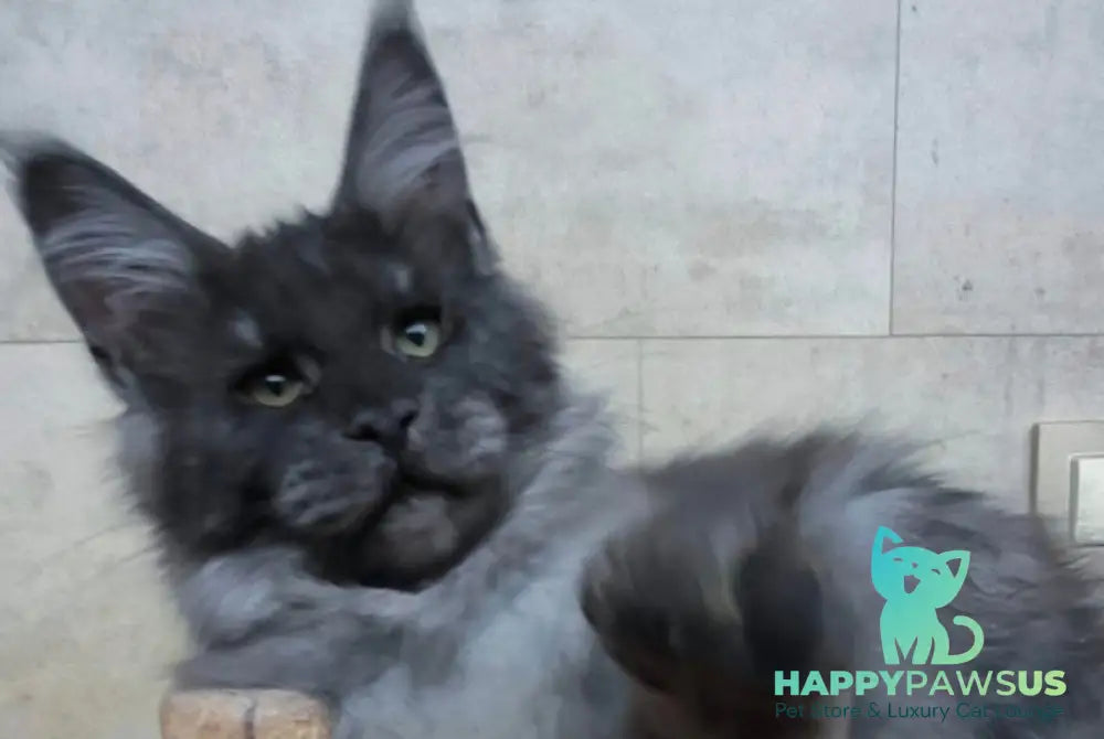 Li Fan Maine Coon male black silver - live animals