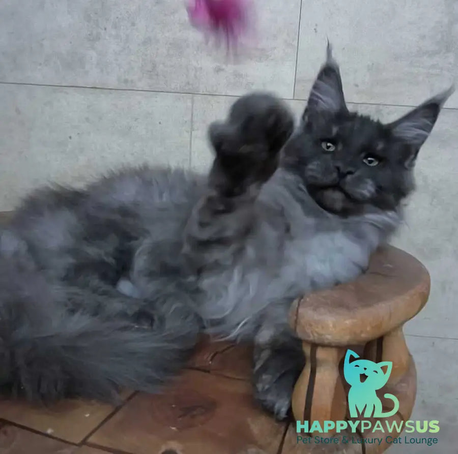 Li Fan Maine Coon male black silver - live animals