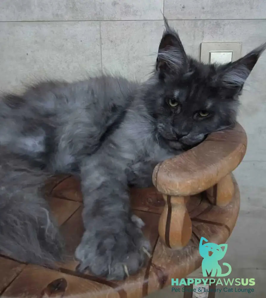 Li Fan Maine Coon male black silver - live animals