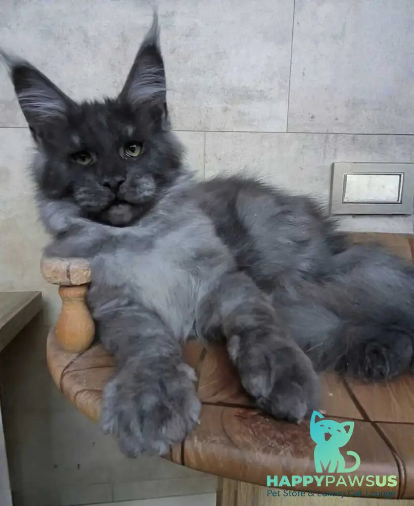 Li Fan Maine Coon male black silver - live animals