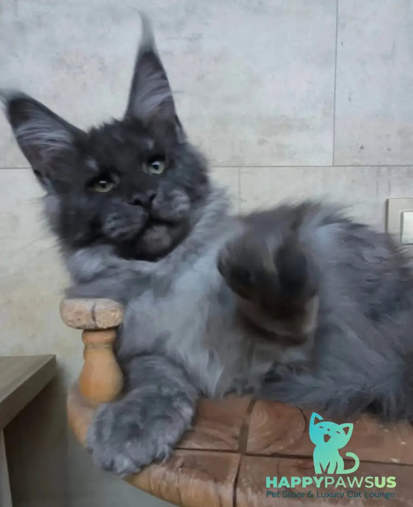 Li Fan Maine Coon male black silver - live animals