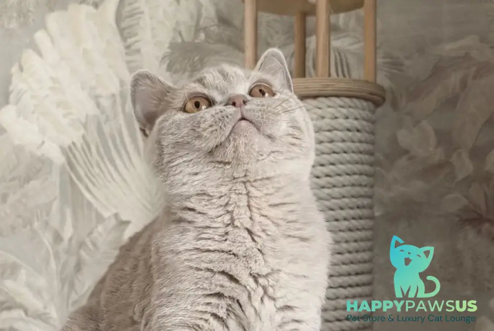Liа British Shorthair female fawn - live animals
