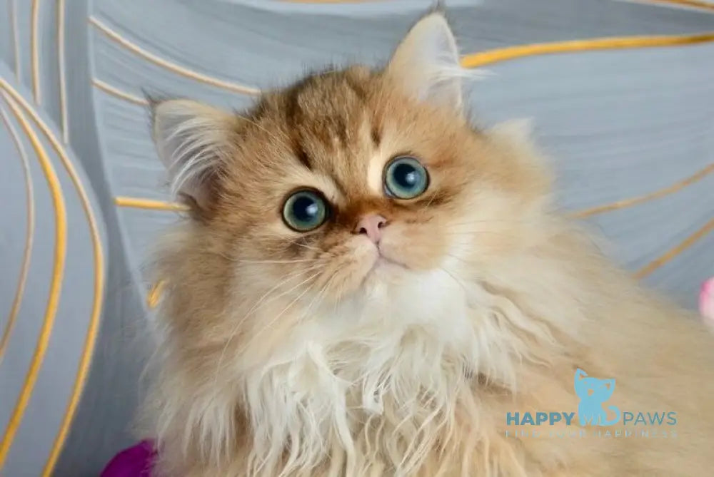 Liam Scottish Straight male black golden ticked tabby live animals