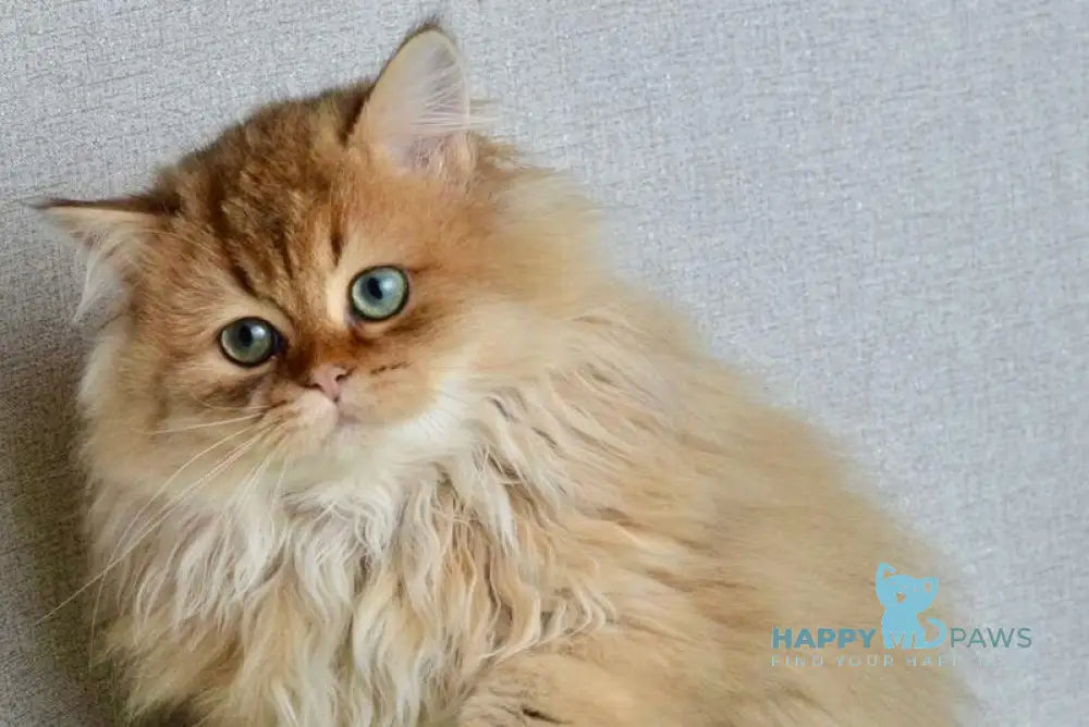 Liam Scottish Straight male black golden ticked tabby live animals