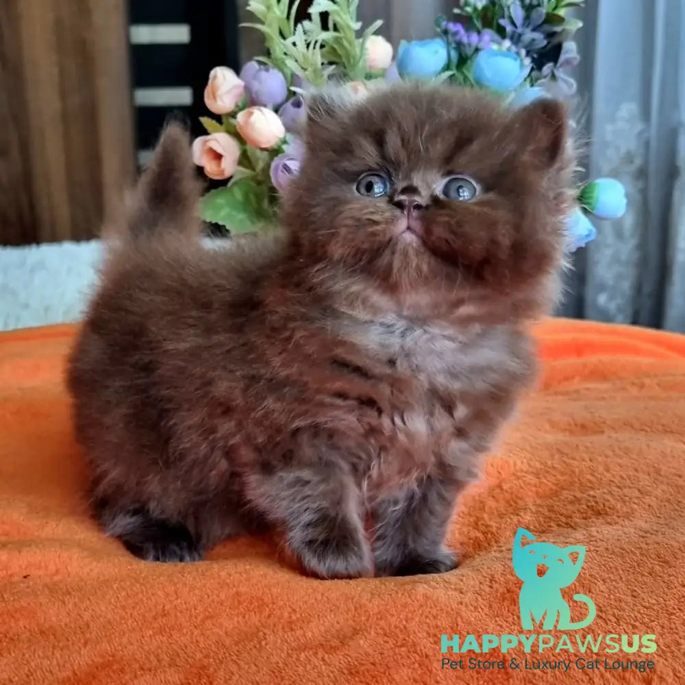 Liana British Longhair female chocolate - live animals
