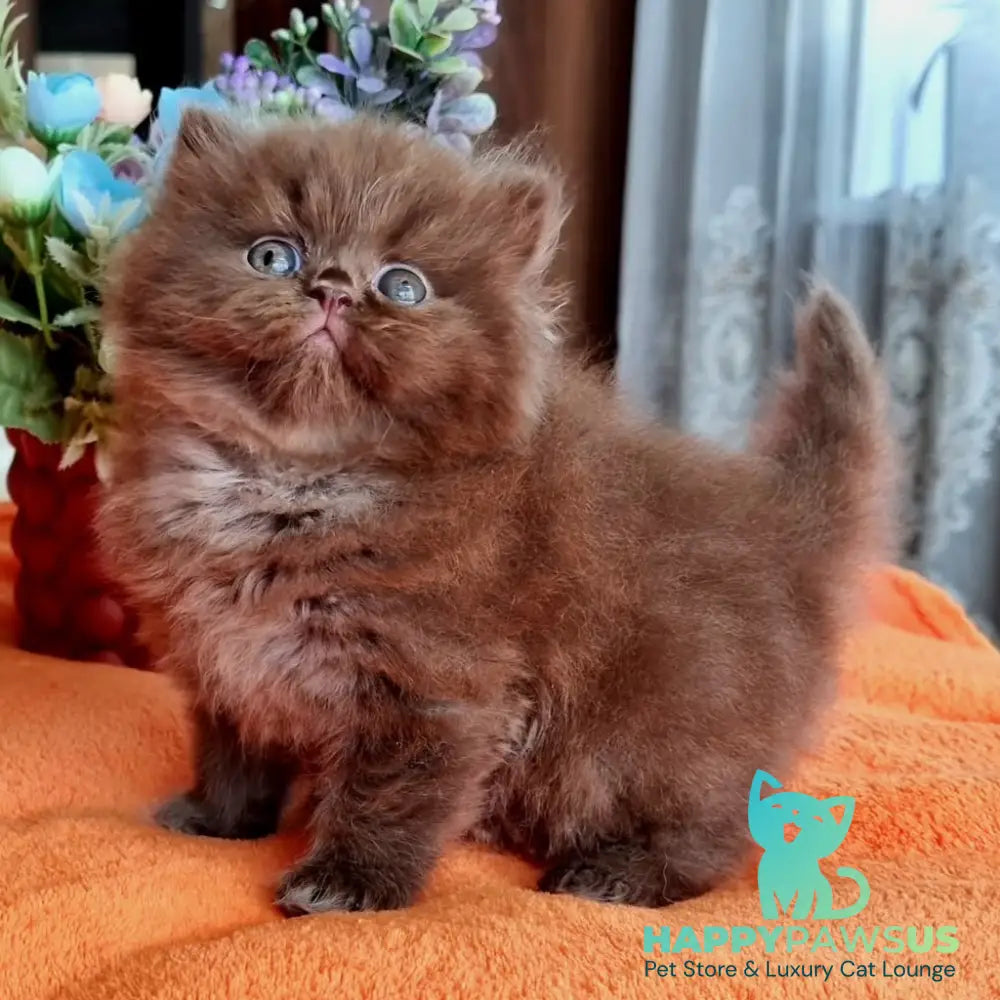 Liana British Longhair female chocolate - live animals