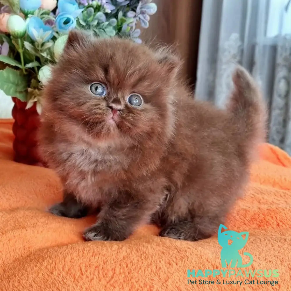 Liana British Longhair female chocolate - live animals