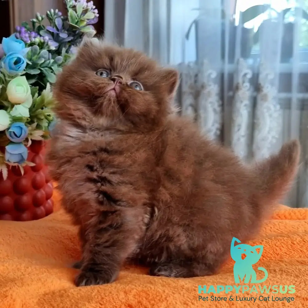 Liana British Longhair female chocolate - live animals