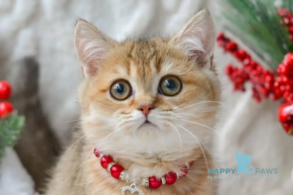 Liana Munchkin female black golden ticked tabby live animals