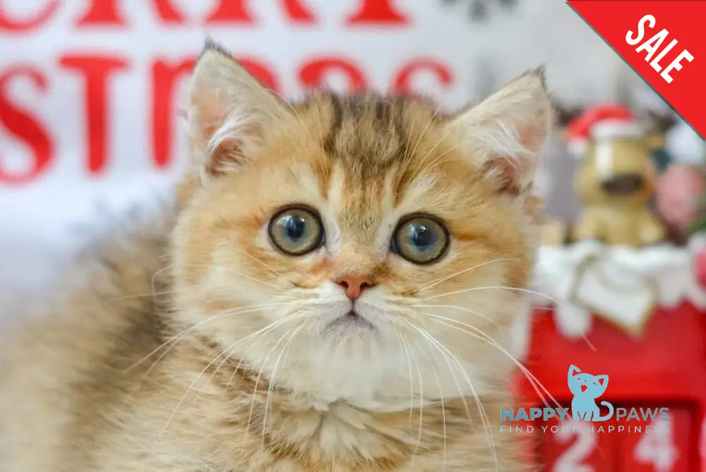 Liana Munchkin female black golden ticked tabby live animals