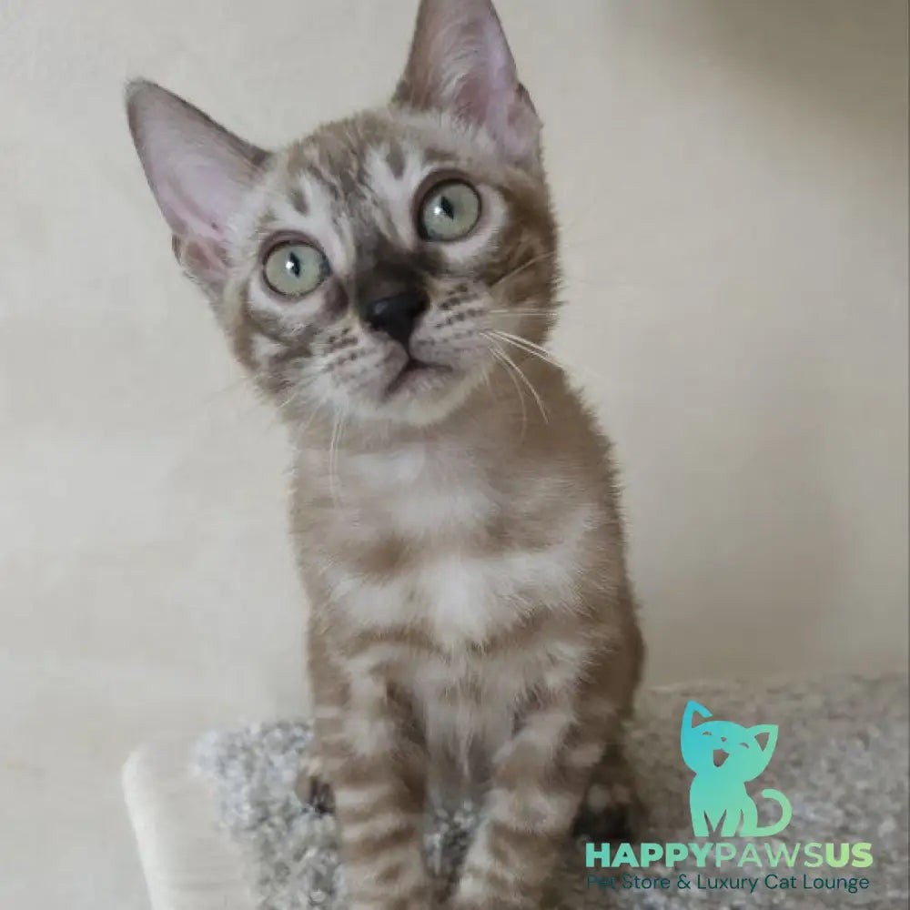Lika Bengal female black pointed spotted tabby - live animals