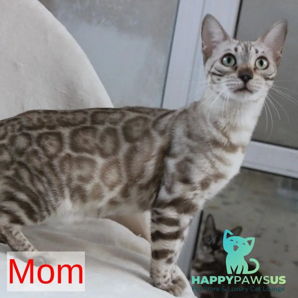 Lika Bengal female black pointed spotted tabby - live animals