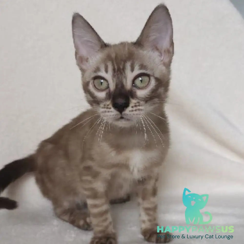 Lika Bengal female black pointed spotted tabby - live animals