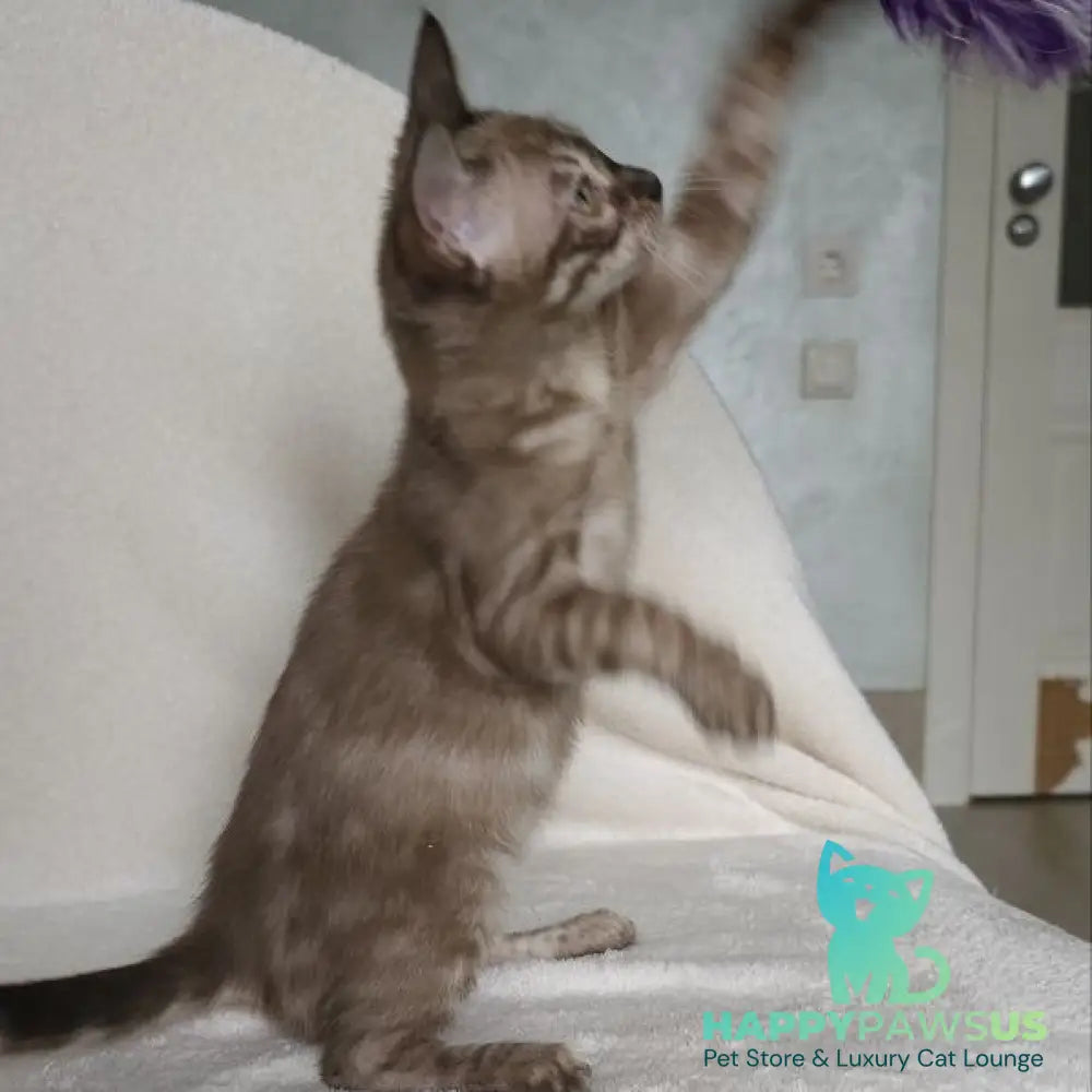 Lika Bengal female black pointed spotted tabby - live animals