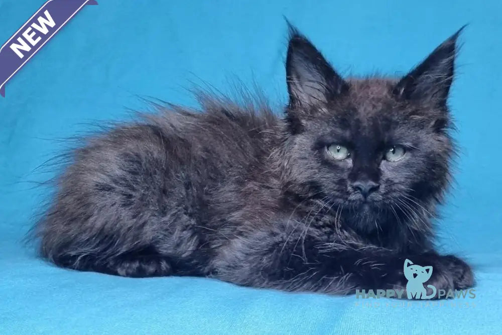 Lika Maine Coon female black live animals