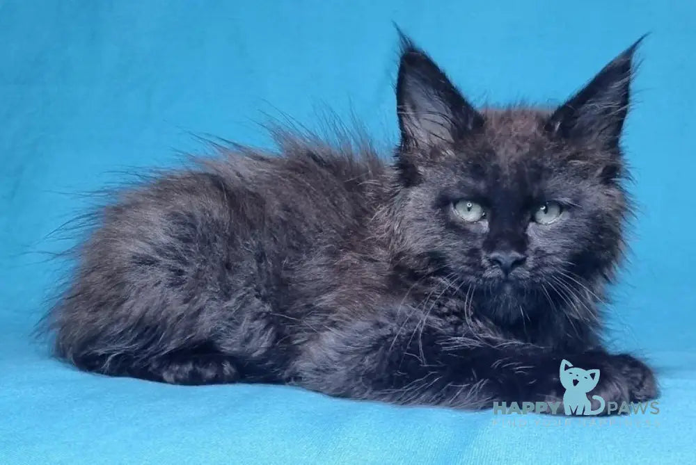 Lika Maine Coon female black live animals