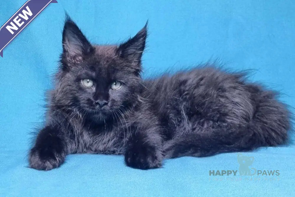 Lika Maine Coon female black live animals