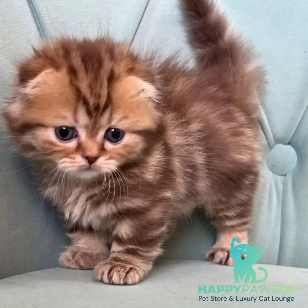 Lika Munchkin female chocolate tabby - live animals