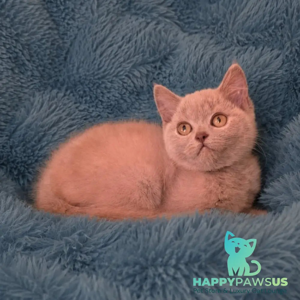 Like British Shorthair male lilac - live animals