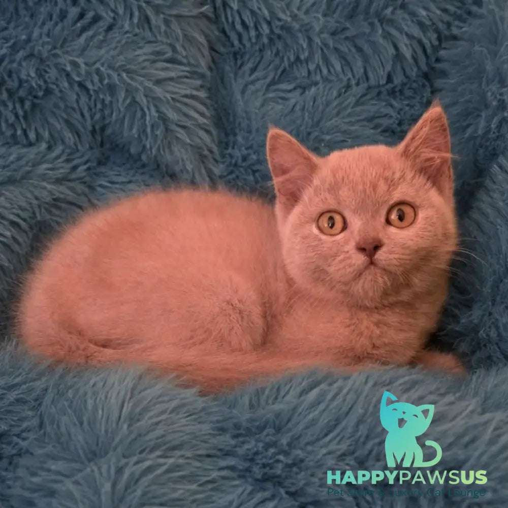 Like British Shorthair male lilac - live animals