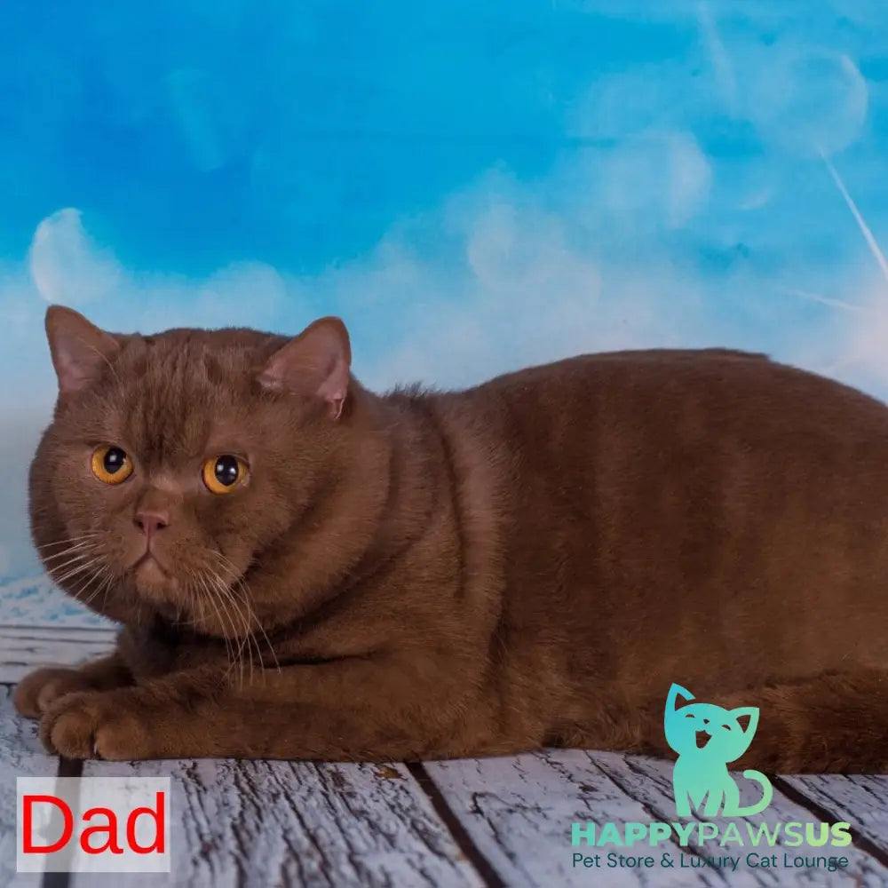 Like British Shorthair male lilac - live animals