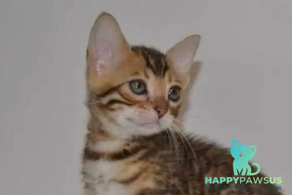 Lili Bengal female black spotted tabby - live animals