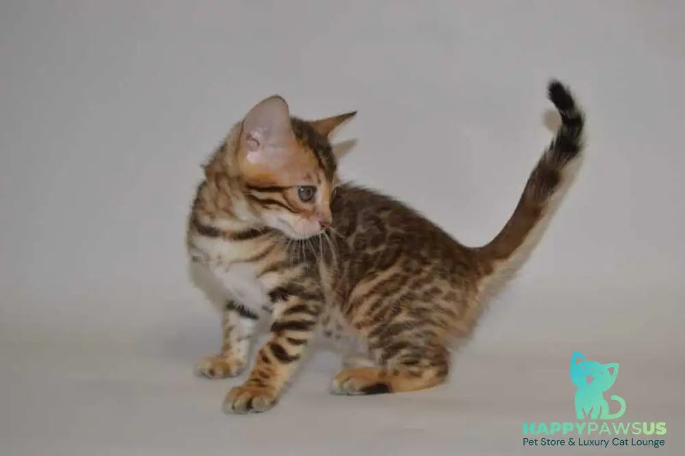 Lili Bengal female black spotted tabby - live animals