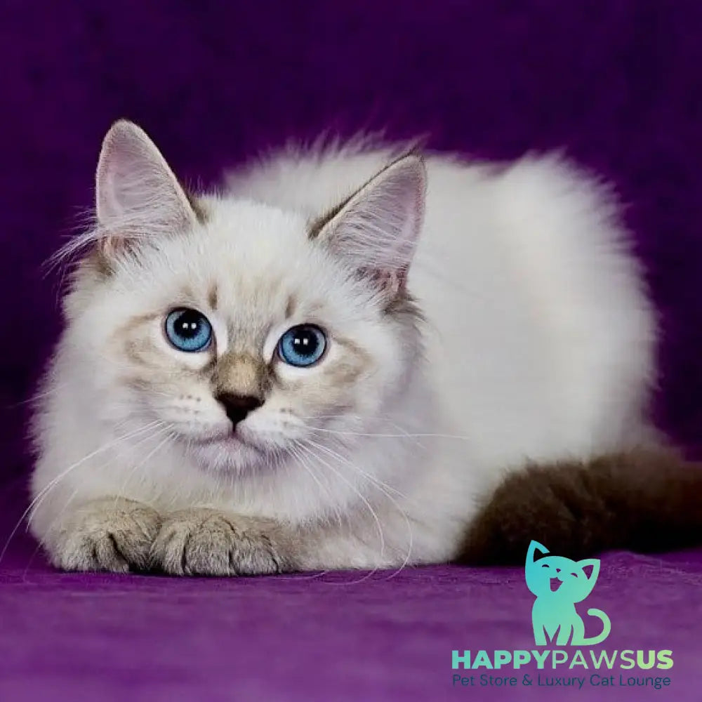 Lilia Siberian female blue tabby pointed - live animals