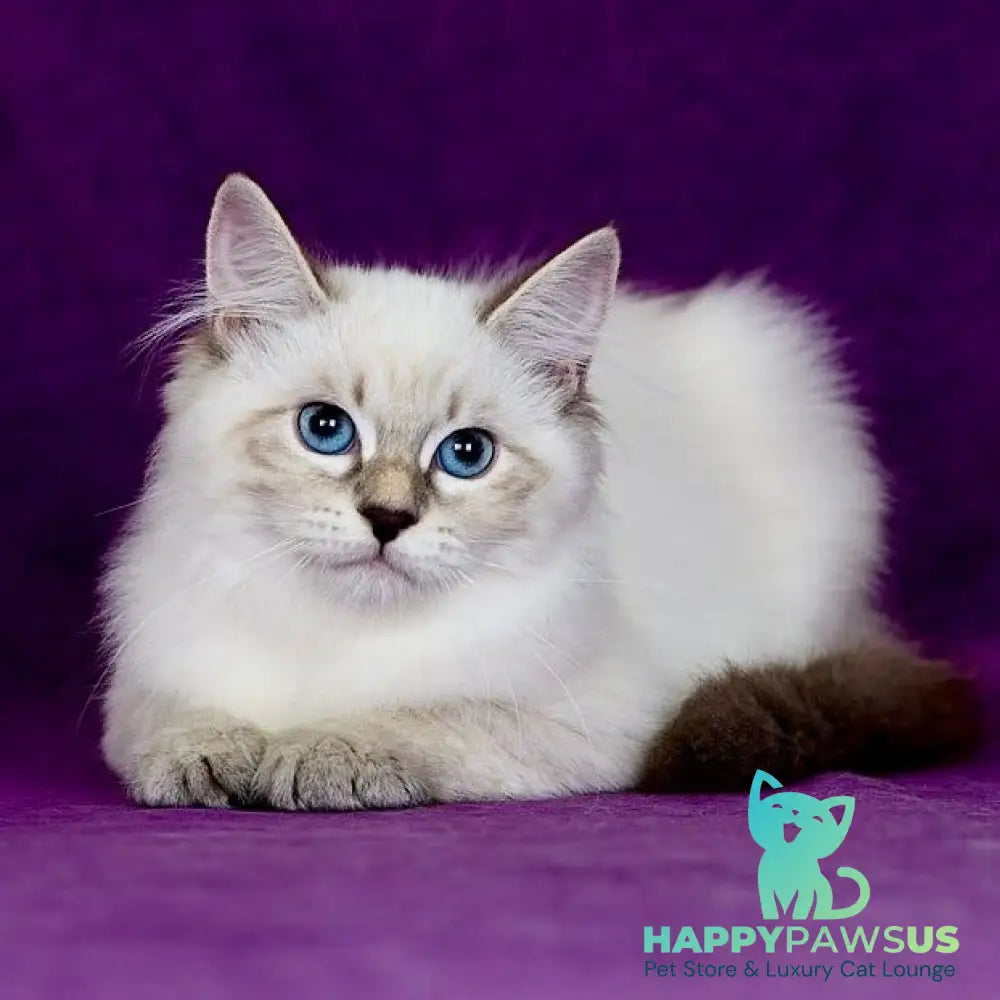 Lilia Siberian female blue tabby pointed - live animals