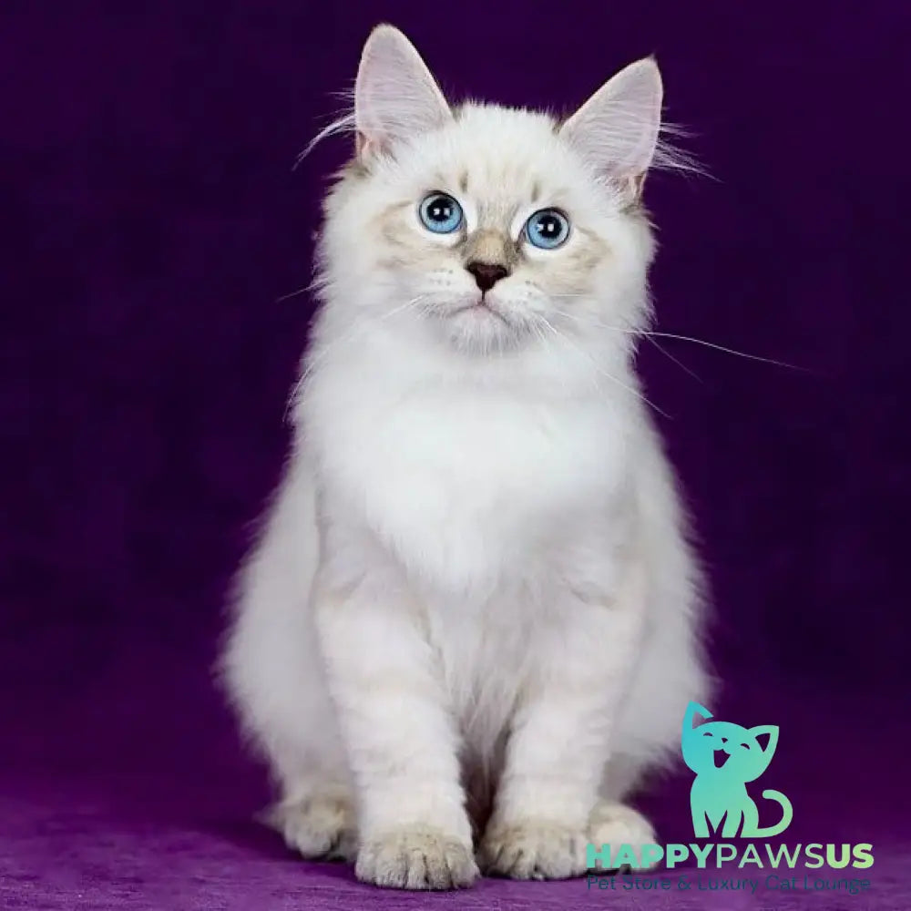 Lilia Siberian female blue tabby pointed - live animals