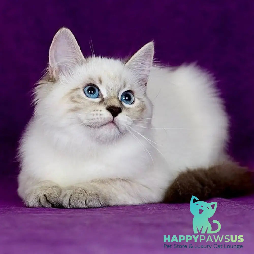 Lilia Siberian female blue tabby pointed - live animals