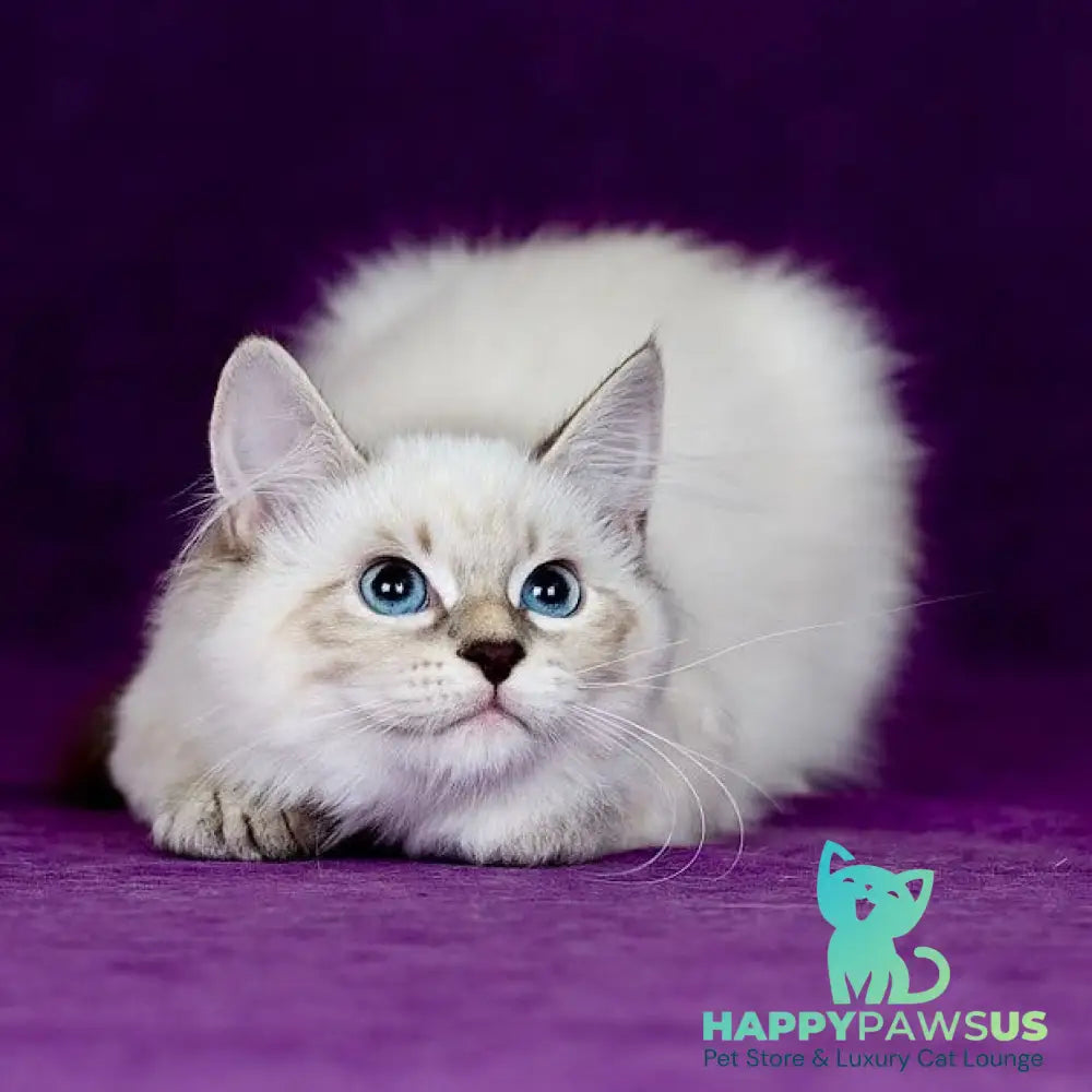 Lilia Siberian female blue tabby pointed - live animals