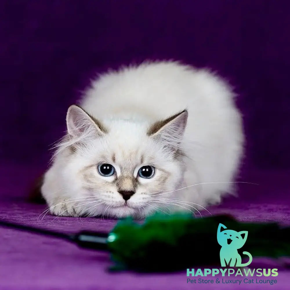 Lilia Siberian female blue tabby pointed - live animals