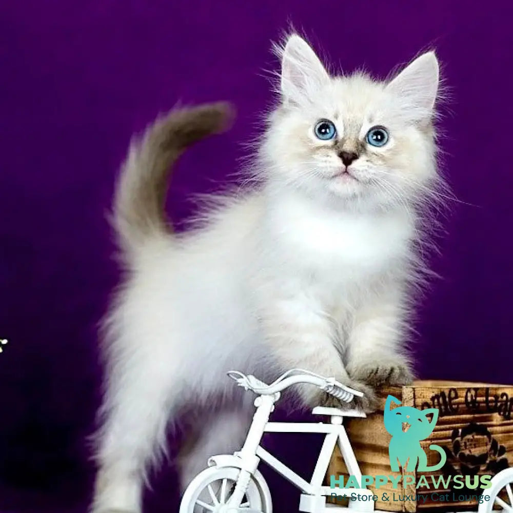 Lilia Siberian female blue tabby pointed - live animals