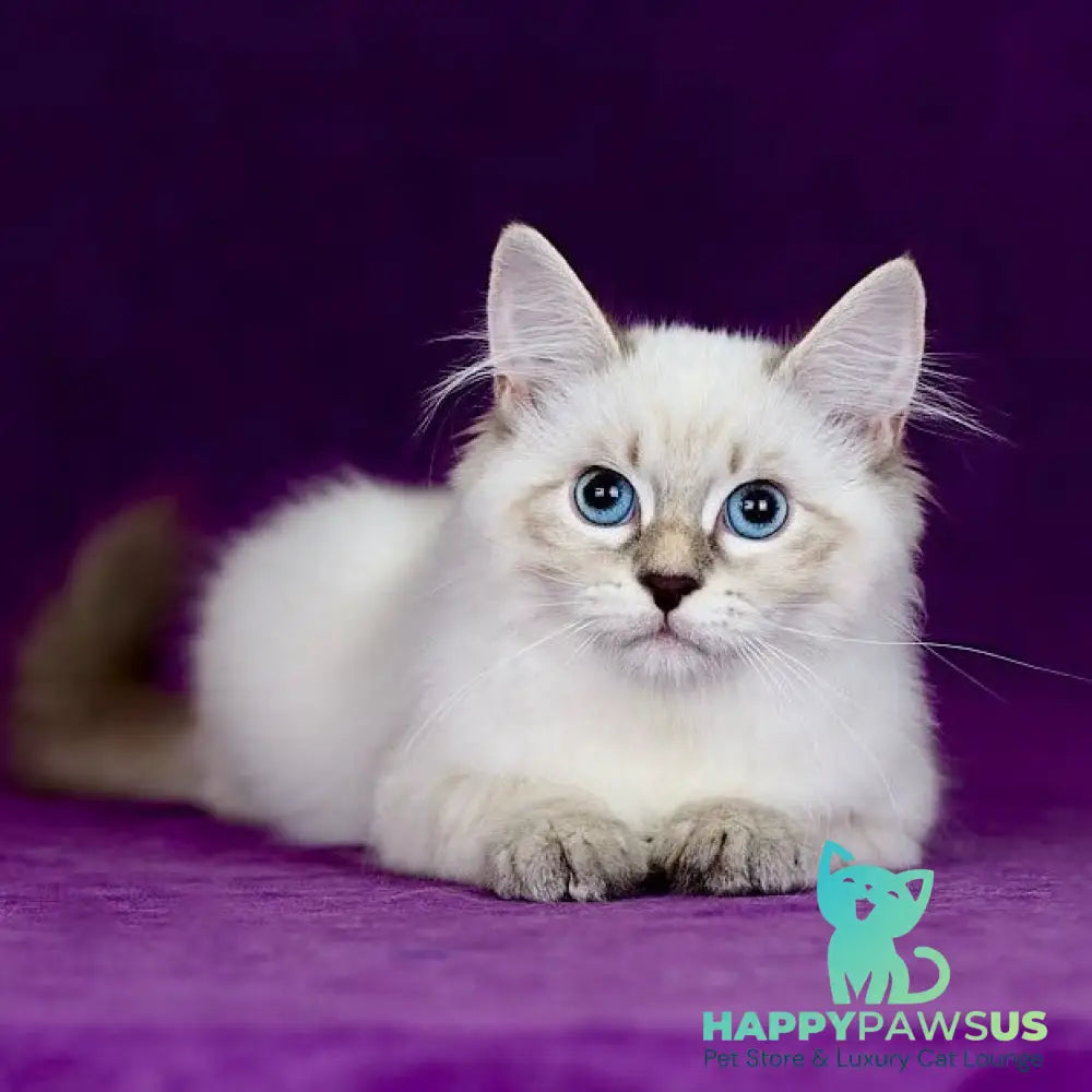 Lilia Siberian female blue tabby pointed - live animals