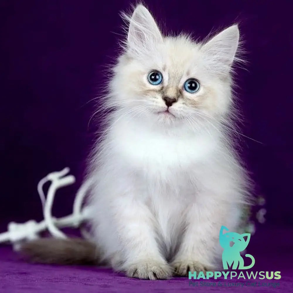 Lilia Siberian female blue tabby pointed - live animals