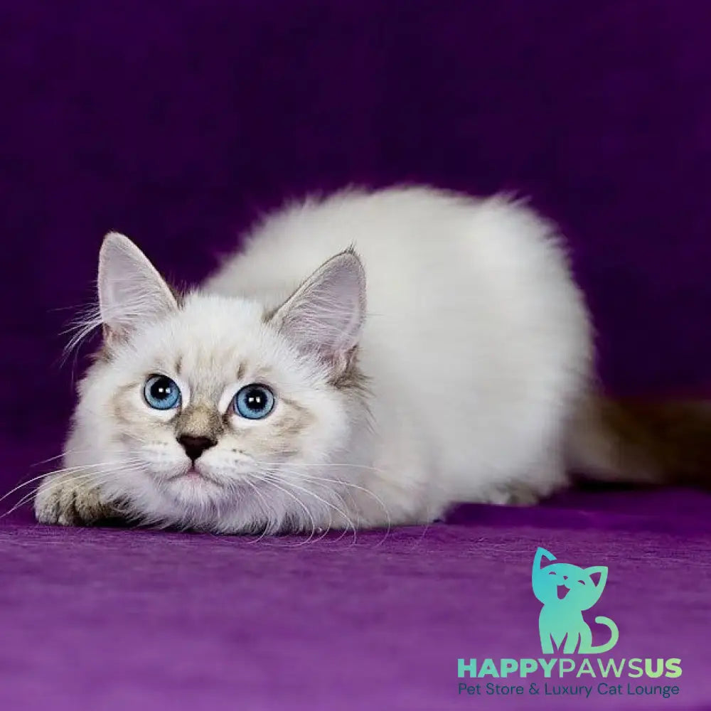 Lilia Siberian female blue tabby pointed - live animals