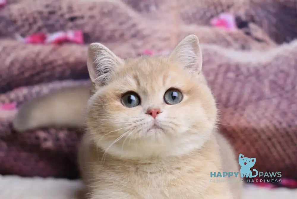 Lilit British Shorthair female blue golden shaded live animals