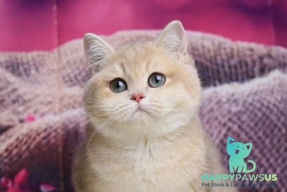 Lilit British Shorthair female blue golden shaded live animals