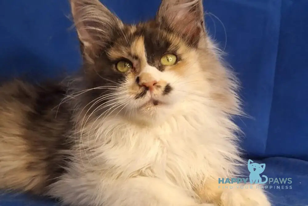 Lilit Maine Coon female black tortie silver tabby bicolour - live animals