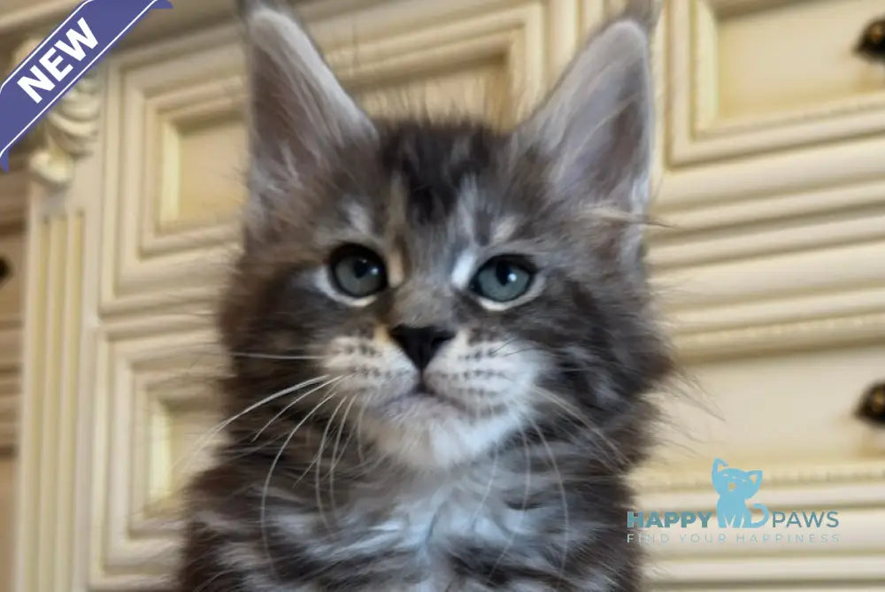 Liliya Maine Coon female black silver tabby live animals