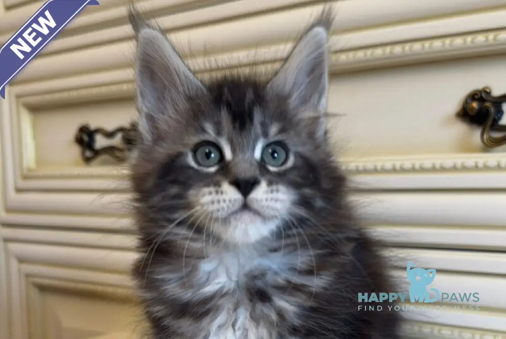 Liliya Maine Coon female black silver tabby live animals