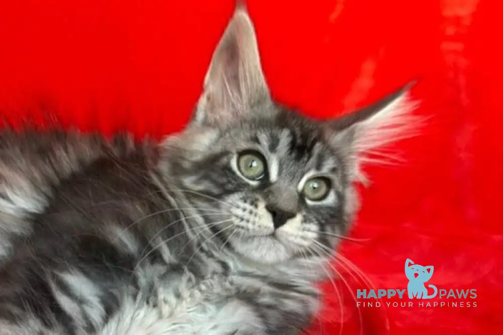 Liliya Maine Coon female black silver tabby live animals