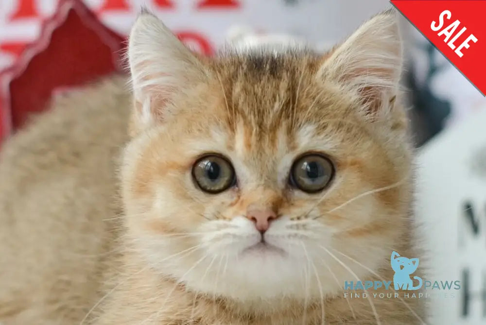 Lilly Munchkin female black golden ticked tabby live animals