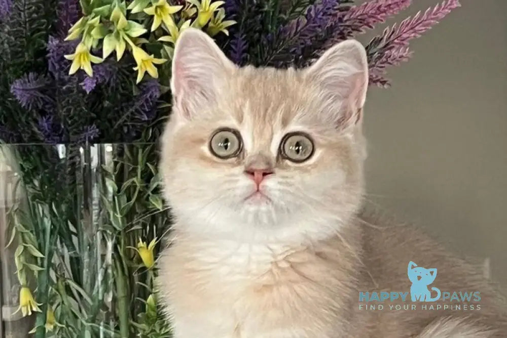 Lilu British Shorthair female lilac golden chinchilla live animals