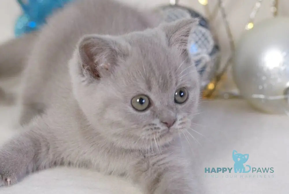 Lilu British Shorthair female lilac live animals