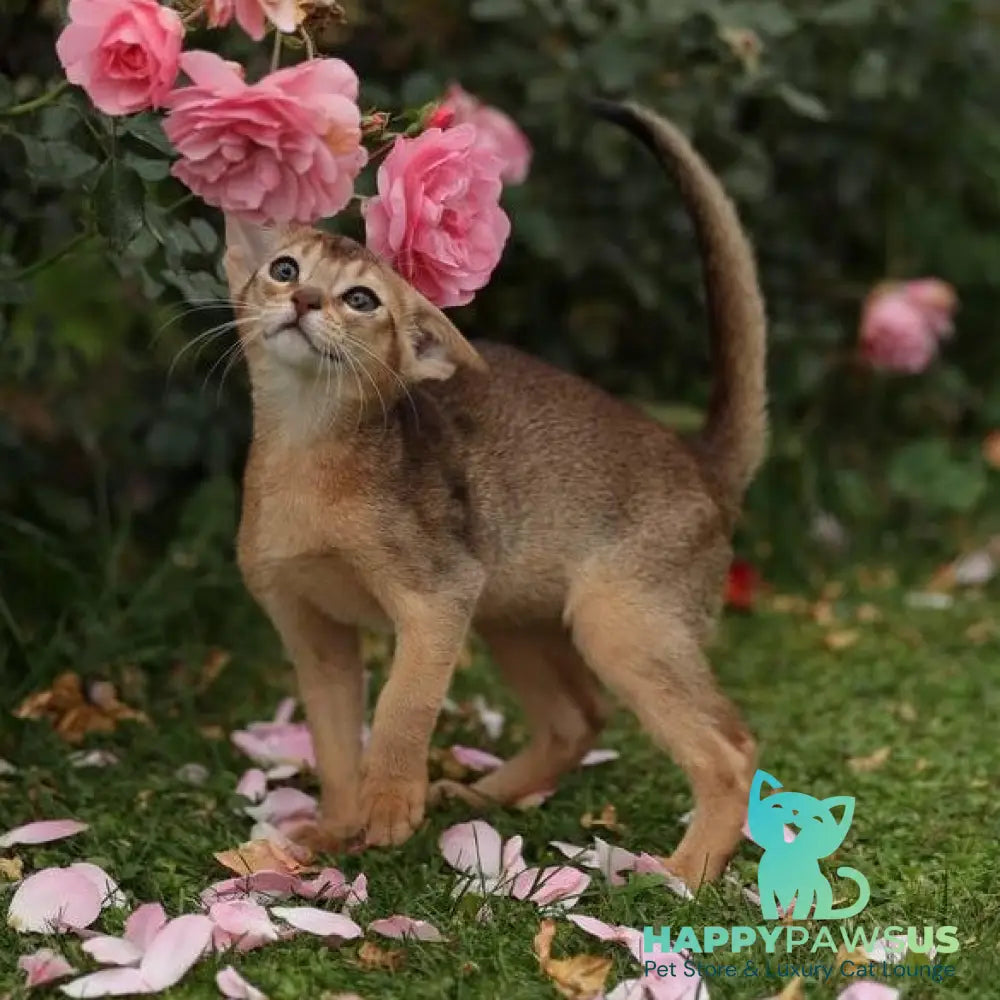 Lily Abyssinian female ruddy - live animals