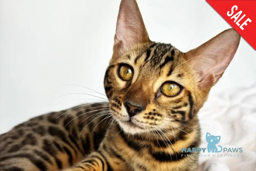 Lily Bengal female black spotted tabby - live animals